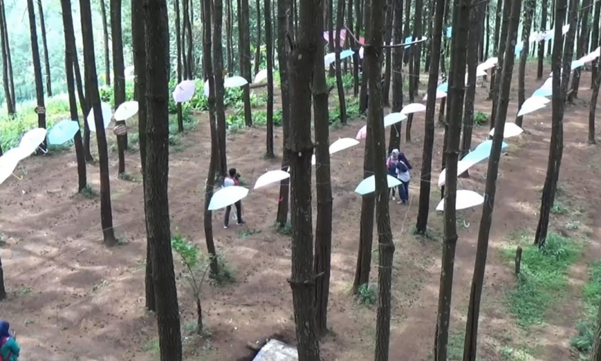 Hal yang Bisa Dilakukan di Wisata Hutan Pinus Mangunan