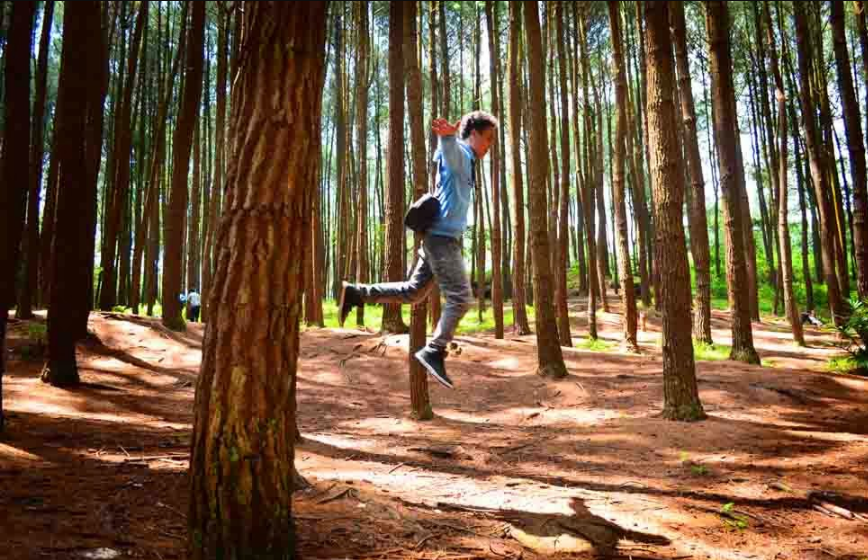 Sejarah Berdirinya Tempat Wisata Hutan Pinus Mangunan 