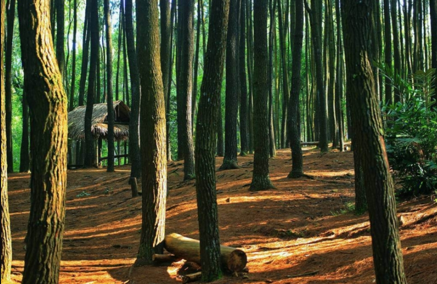 Tips Ketika Berwisata Ke Hutan Pinus Mangunan