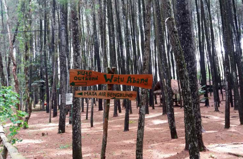 Waktu Terbaik untuk Mengunjungi Wisata Hutan Pinus Mangunan